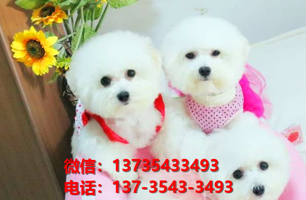 武汉宠物狗犬舍出售纯种比熊犬 白色迷你卷毛