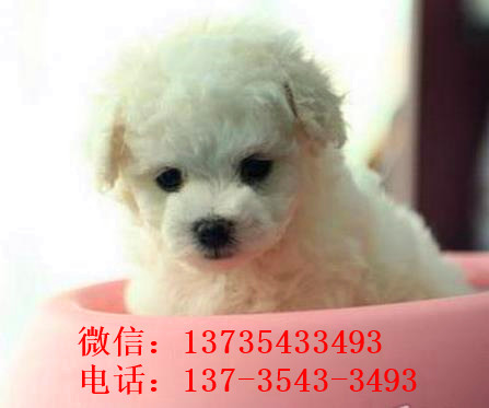 西安宠物狗狗犬舍出售纯种比熊犬幼犬领养狗市场买狗卖狗