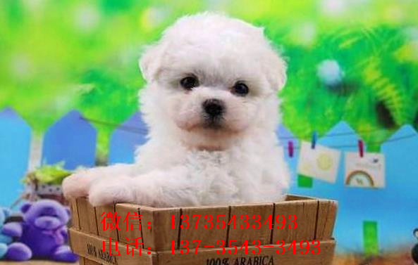 深圳宠物狗狗犬舍出售纯种比熊犬幼犬领养狗市场买狗卖狗