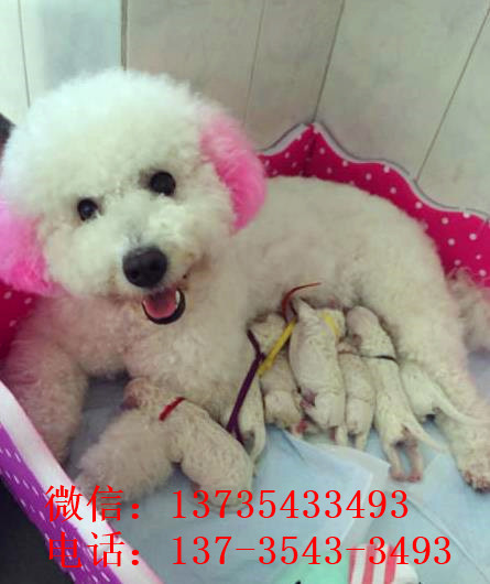 西安宠物狗狗犬舍出售纯种比熊犬幼犬领养狗市场买狗卖狗