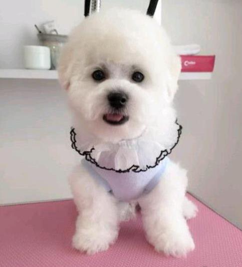 上海宠物狗狗出售纯种比熊犬幼犬白色比熊狗领