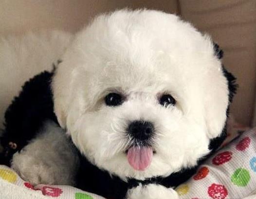 内蒙古宠物狗狗出售卷毛比熊犬幼犬狗仔领养小