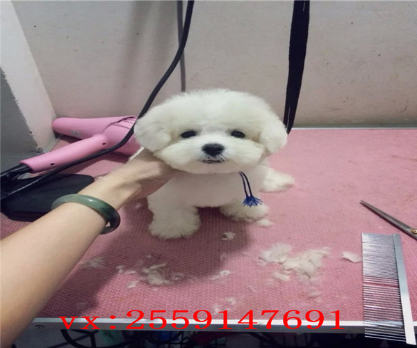 西安哪里卖比熊犬 西安纯种比熊价格 西安哪里卖便宜的比熊犬