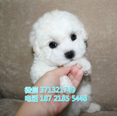 深圳犬舍出售比熊犬幼犬 包健康 包品质 深圳