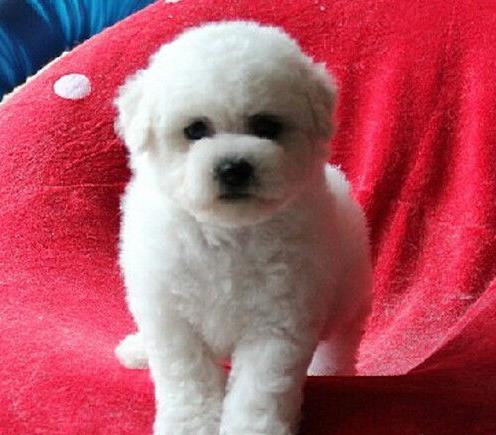 丽江犬舍狗场出售吉娃娃犬狗市场卖狗在哪有买