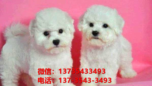 长沙宠物狗犬舍出售纯种比熊犬 狗市场在哪宠物网