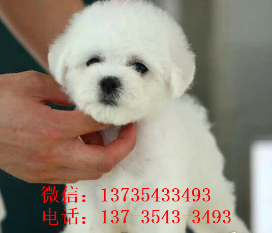 南昌宠物狗狗出售纯种比熊犬幼犬白色比熊狗领养
