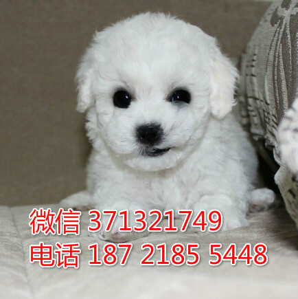 比熊出售茶杯比熊 上海犬舍买卖比熊犬狗狗 小