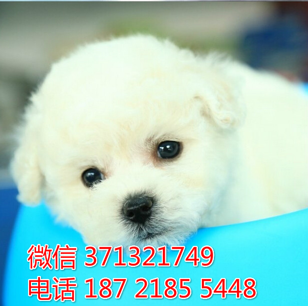 比熊犬出售茶杯体比熊狗狗 疫苗做好 包健康 