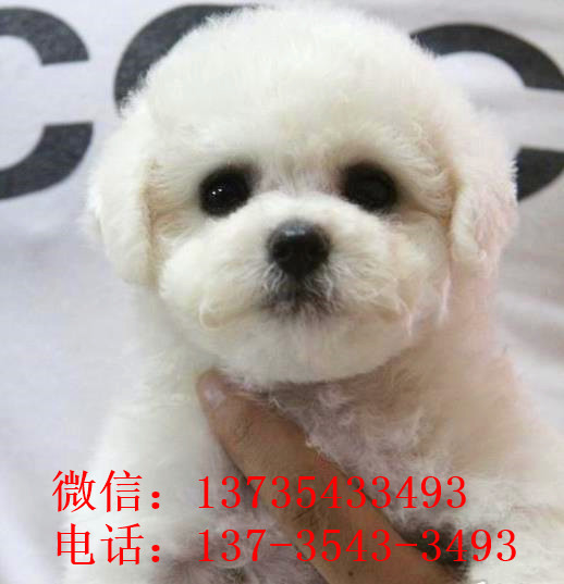 南昌宠物狗狗出售纯种比熊犬幼犬白色比熊狗领