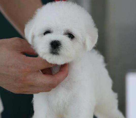 西安宠物狗狗出售卷毛比熊犬幼犬狗仔领养小型