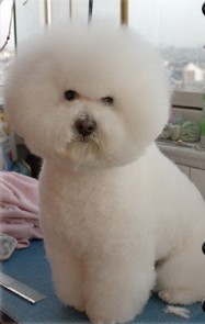 红河哪里有宠物市场 红河哪里能买到纯种比熊