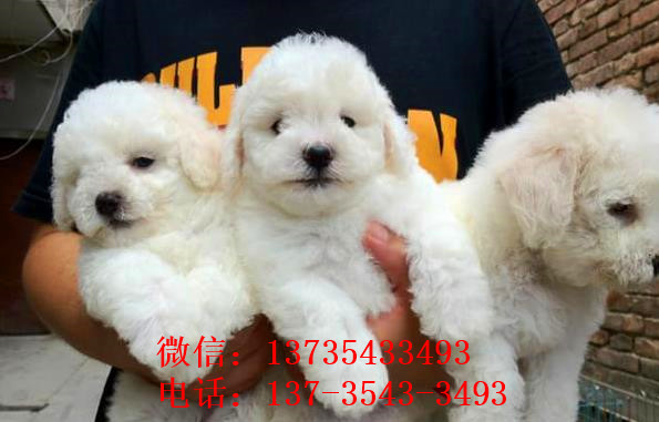 南昌宠物狗狗出售纯种比熊犬幼犬白色比熊狗领养