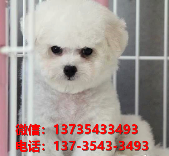 济南宠物狗犬舍出售纯种比熊犬 狗市场在哪宠物网