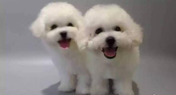 太原宠物狗狗出售纯种比熊犬幼犬白色比熊狗领