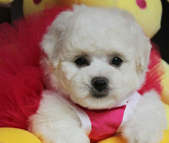 重庆犬舍狗场出售吉娃娃犬狗市场卖狗在哪有买