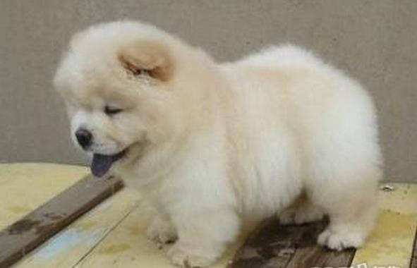 上海宠物狗狗犬舍出售纯种松狮犬幼犬领养狗市