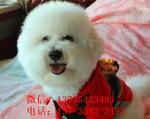 沈阳宠物狗狗出售纯种比熊犬幼犬白色比熊狗领