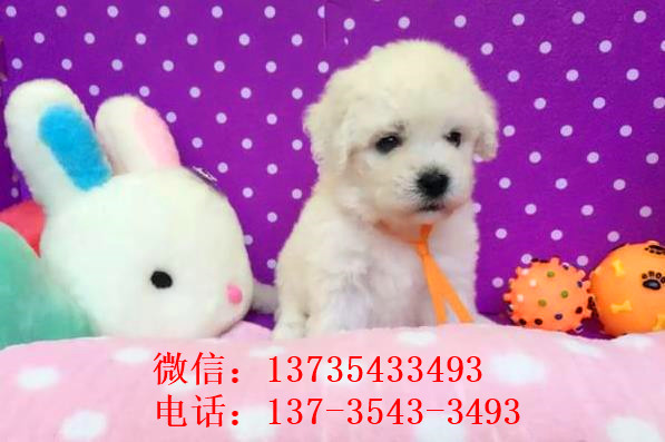 长沙宠物狗狗出售卷毛比熊犬幼犬狗仔领养小型犬