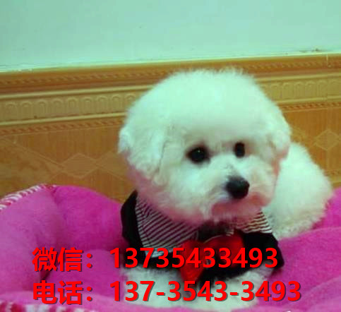 重庆宠物狗犬舍出售纯种比熊犬 白色迷你卷毛