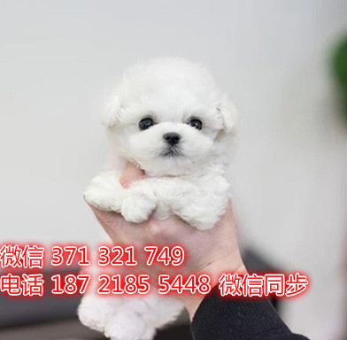 武汉 专业繁殖 比熊犬狗狗纯种幼犬 武汉宠物狗狗