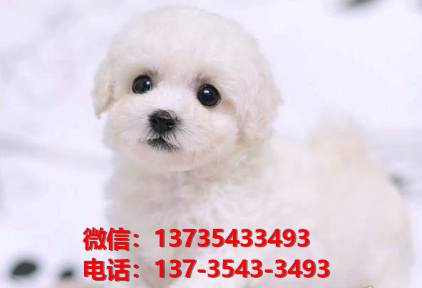 株洲犬舍 纯种比熊犬买卖 狗市场在哪 网上哪里有宠物狗领养