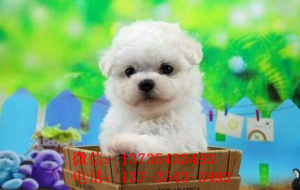 武汉宠物狗狗出售纯种比熊犬幼犬白色比熊狗领养