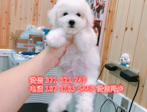 西安特价比熊犬出售纯种幼犬 西安犬舍宠物狗