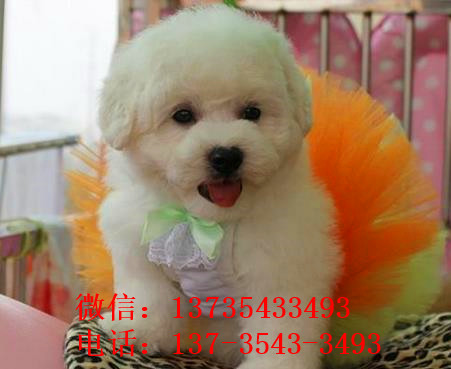 哈尔滨宠物狗狗出售卷毛比熊犬幼犬狗仔领养小型犬