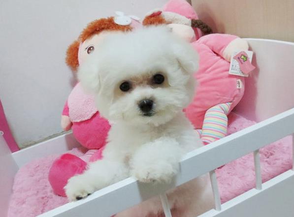 信阳犬舍狗场出售吉娃娃犬狗市场卖狗在哪有买