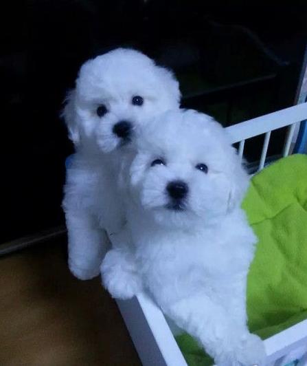 武汉宠物狗狗出售纯种比熊犬幼犬白色比熊狗领