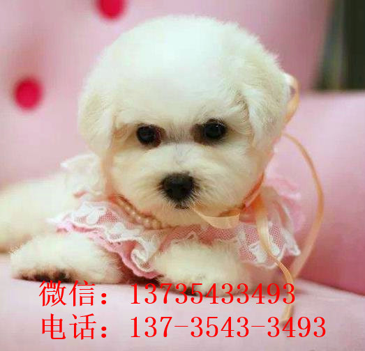 福州宠物狗狗出售纯种比熊犬幼犬白色比熊狗领