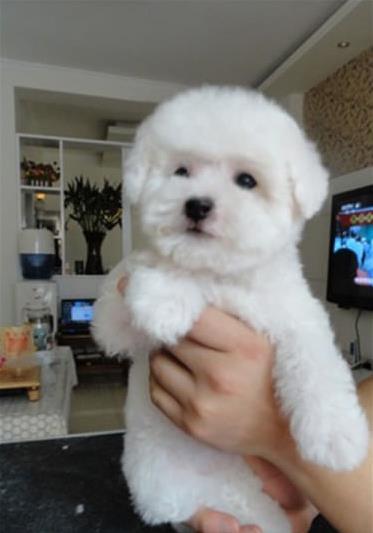 武汉犬舍出售纯种比熊犬 宠物狗卖狗买狗信息