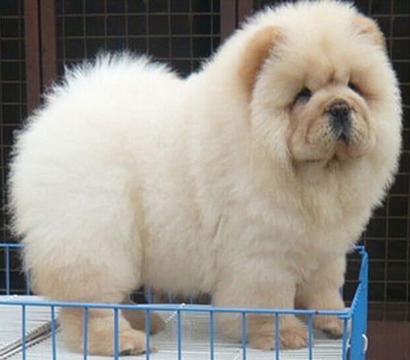 阳江宠物狗犬舍出售纯种松狮犬 网上哪里有宠