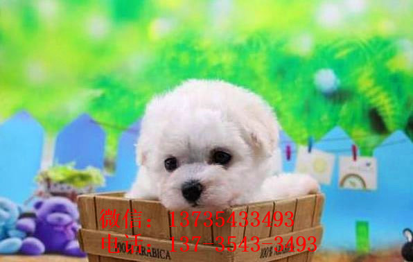 哈尔滨宠物狗犬舍出售纯种比熊犬小型犬好不好养