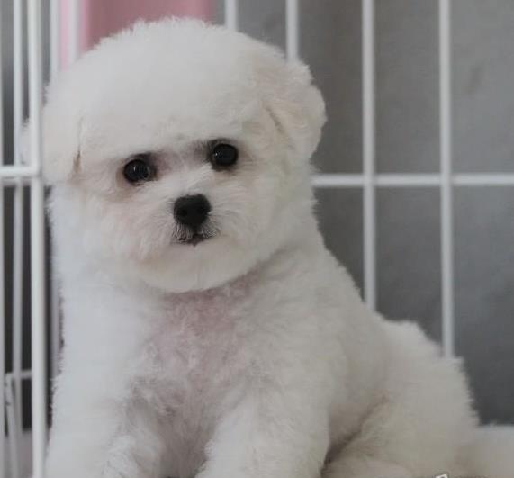 厦门宠物狗犬舍出售纯种比熊犬 狗市场在哪宠