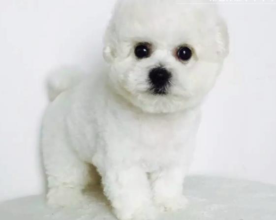 清远犬舍狗场出售吉娃娃犬狗市场卖狗在哪有买