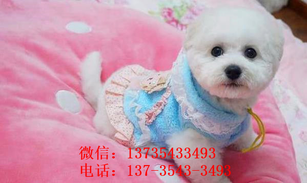 哈尔滨宠物狗狗出售卷毛比熊犬幼犬狗仔领养小型犬