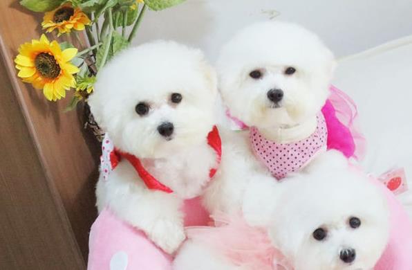 上海宠物狗犬舍出售纯种比熊犬小型犬好不好养