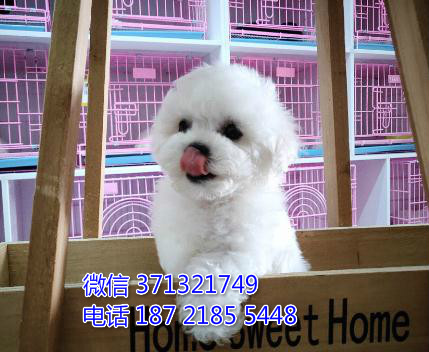 ?？谌?比熊犬出售纯种幼犬 ?？诒镜靥丶劭? width=80px height=80px /></div><div   id=