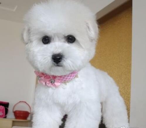 岳阳店犬舍 纯种比熊犬买卖 狗市场在哪 网上