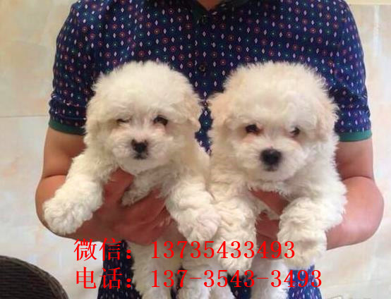 长沙宠物狗狗出售卷毛比熊犬幼犬狗仔领养小型犬