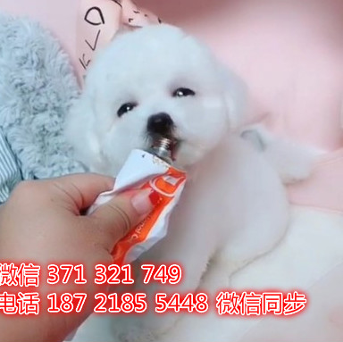 武汉 专业繁殖 比熊犬狗狗纯种幼犬 武汉宠物狗狗