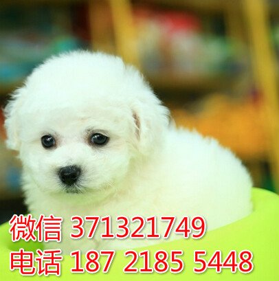 比熊出售小体  济南犬舍促销比熊 棉花糖比熊