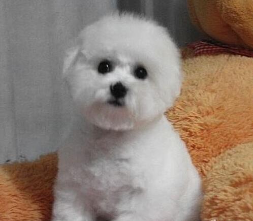 上海犬舍出售纯种比熊犬 宠物狗卖狗买狗信息