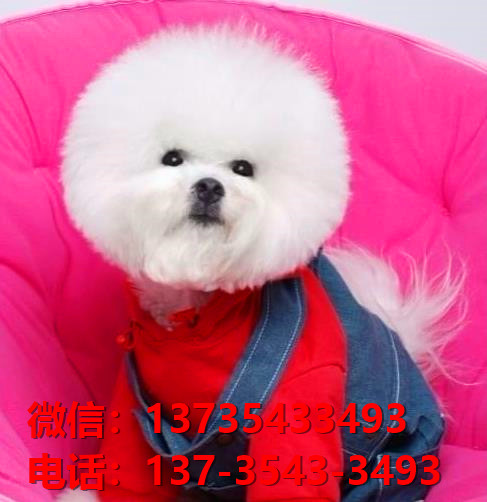 株洲犬舍 纯种比熊犬买卖 狗市场在哪 网上哪