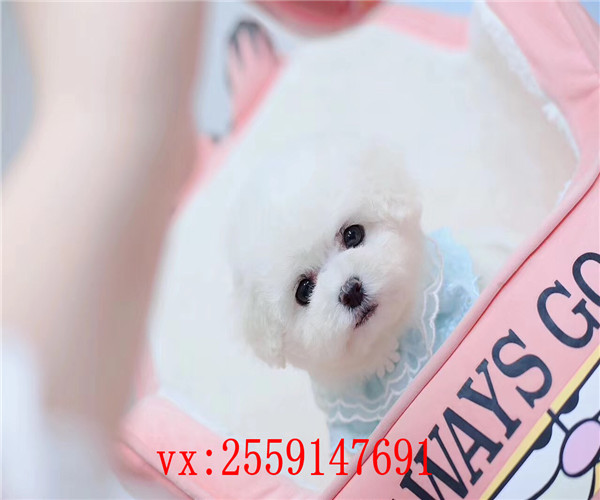 西安哪里卖比熊犬 西安纯种比熊价格 西安哪里