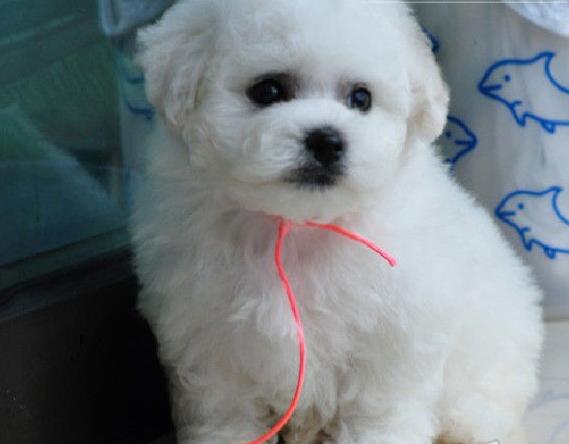 长沙宠物狗狗犬舍出售纯种比熊犬幼犬领养狗市