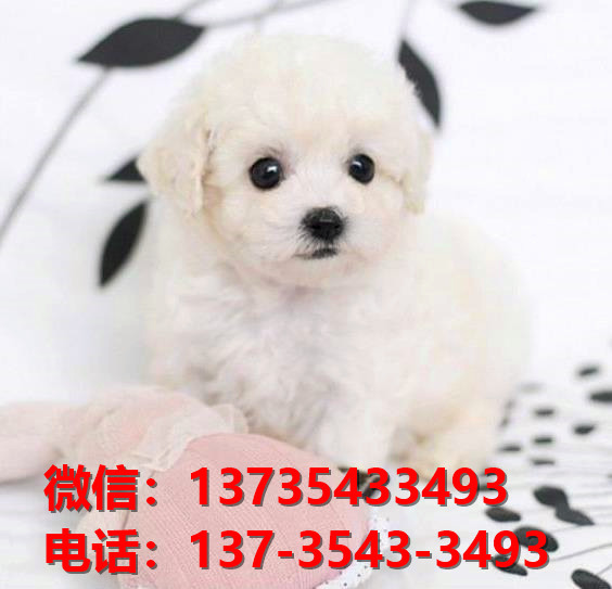 株洲犬舍 纯种比熊犬买卖 狗市场在哪 网上哪里有宠物狗领养