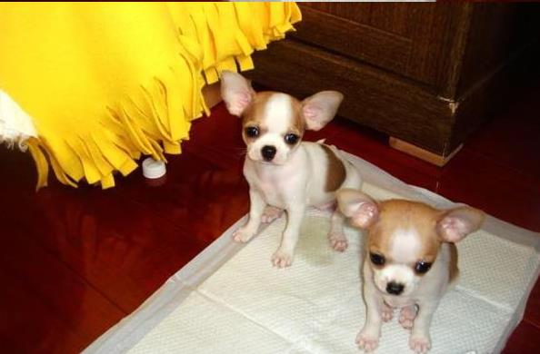 长沙吉娃娃犬宠物狗市场在哪 正宗宠物狗网站